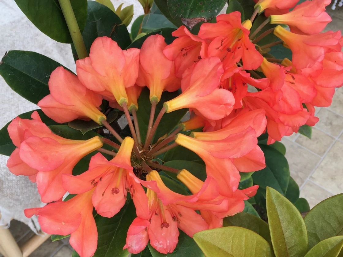 Unknown Vireya Hybrid